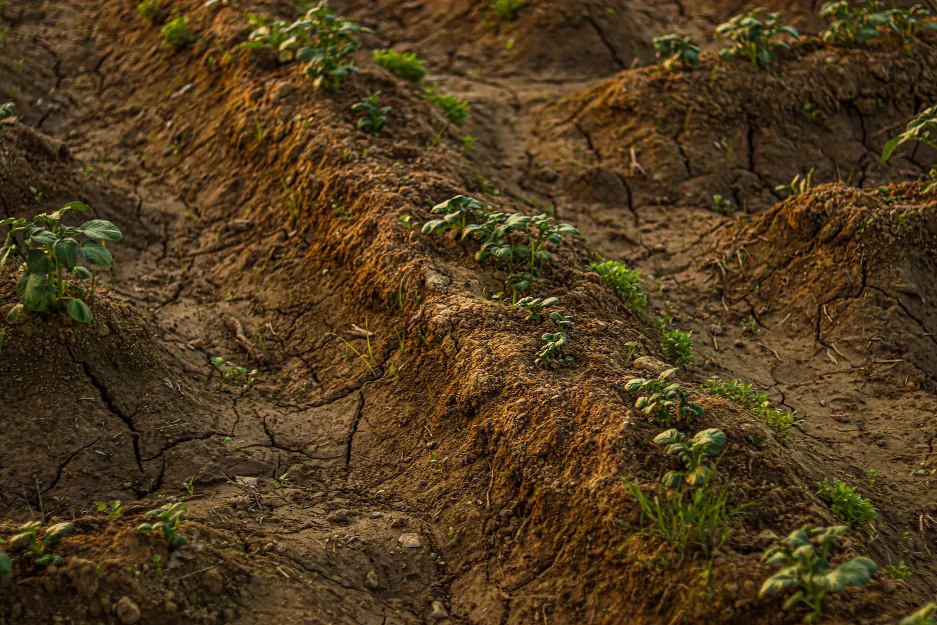 Agricultural land and farming landscape illustrating environmental conditions and crop production.
